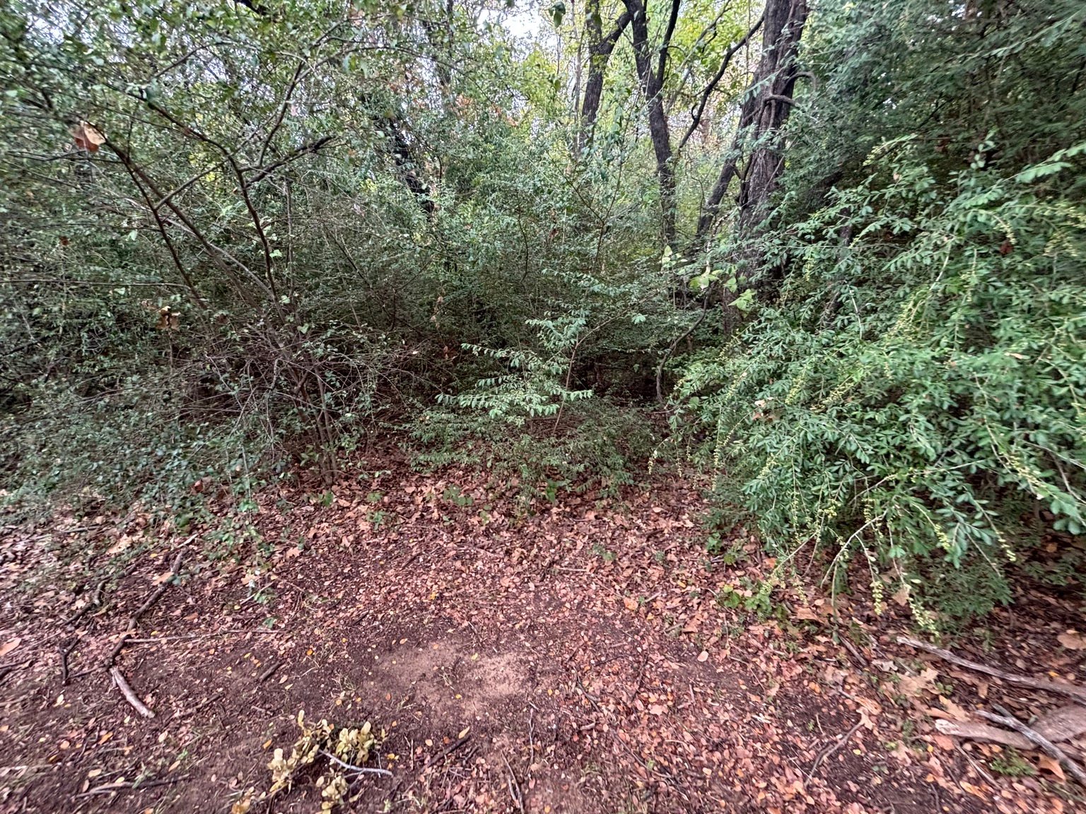 Wooded corridor with dense vegetation and leaf-covered ground