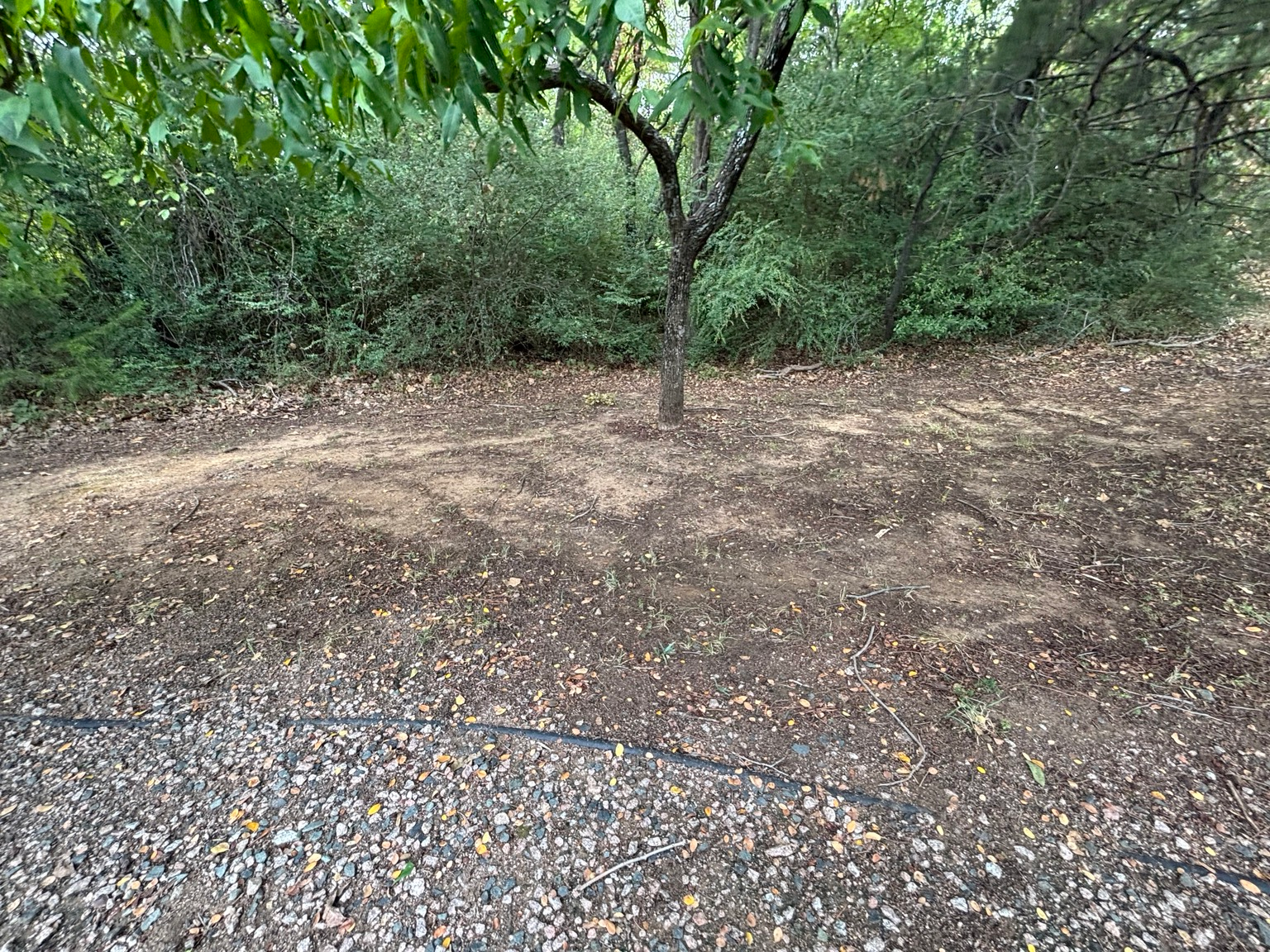 Open ground around a tree beside the wooded corridor