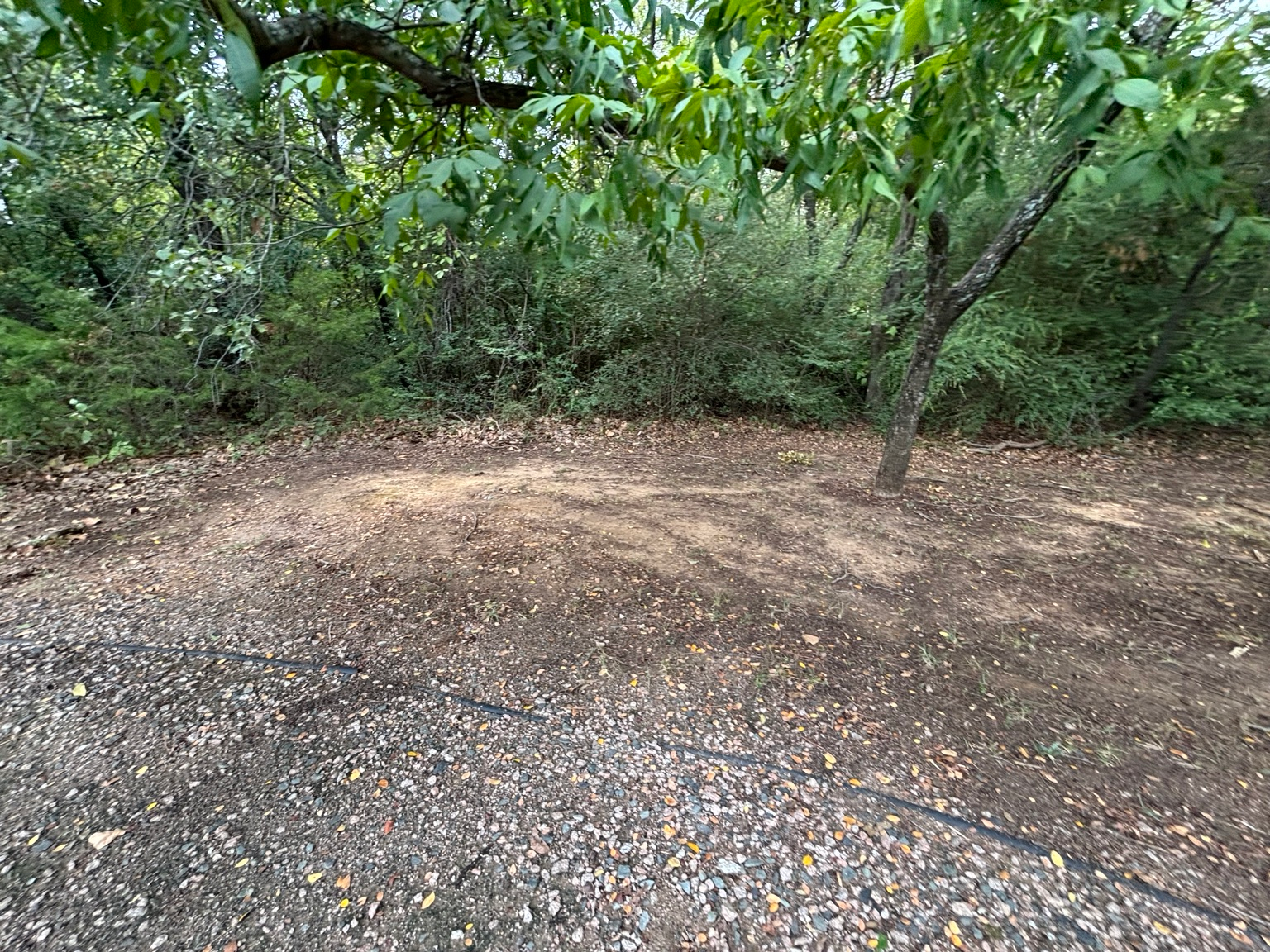 Tree cover and open ground within the corridor
