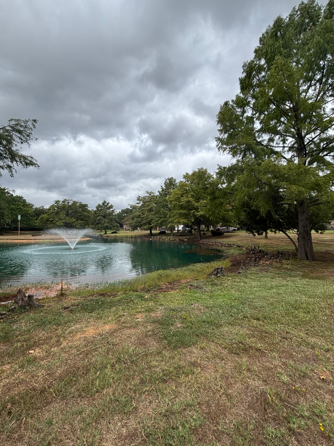 Grassy pond bank with trees and water