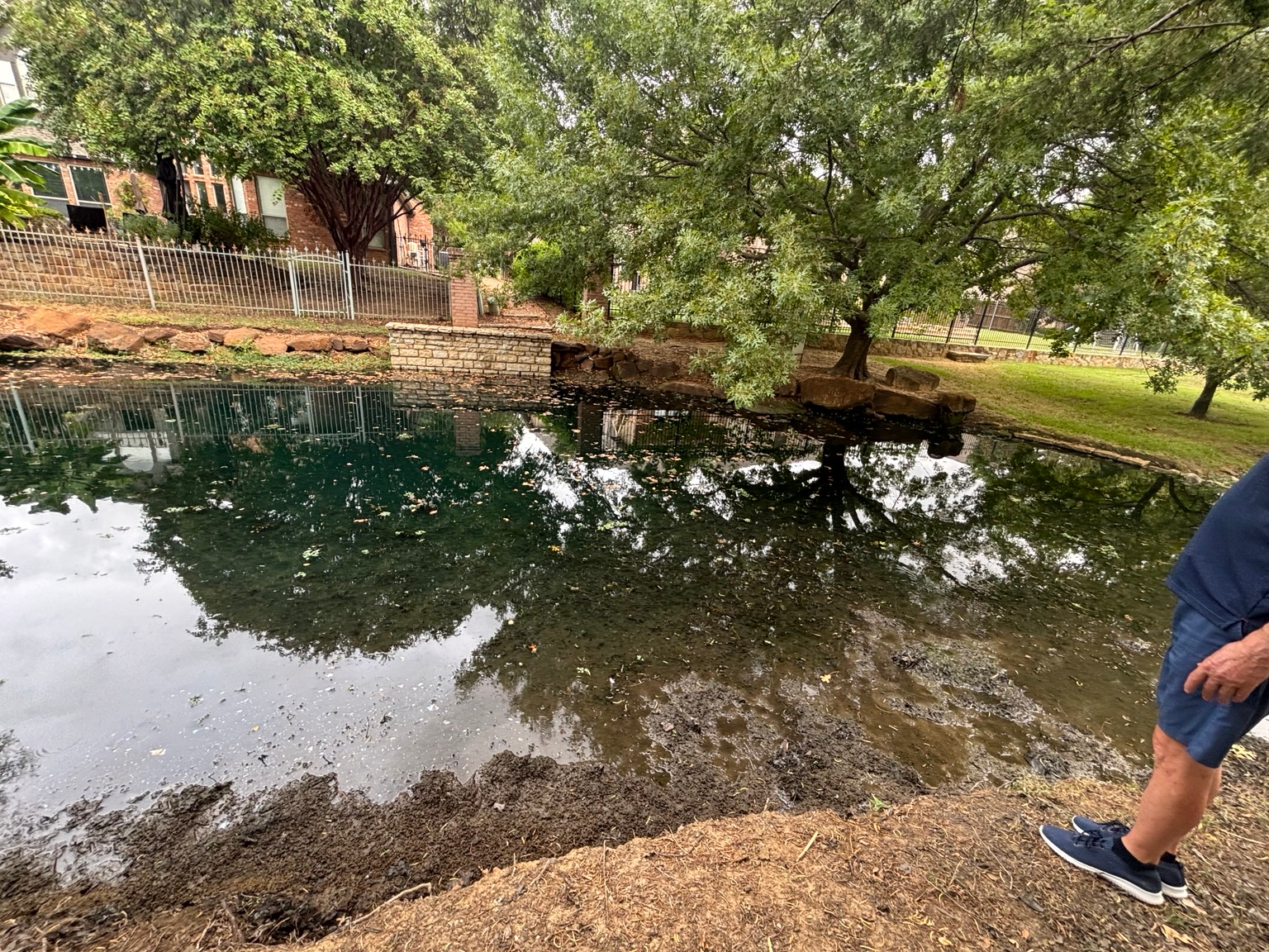 Pond shoreline beside mature trees and residential fencing