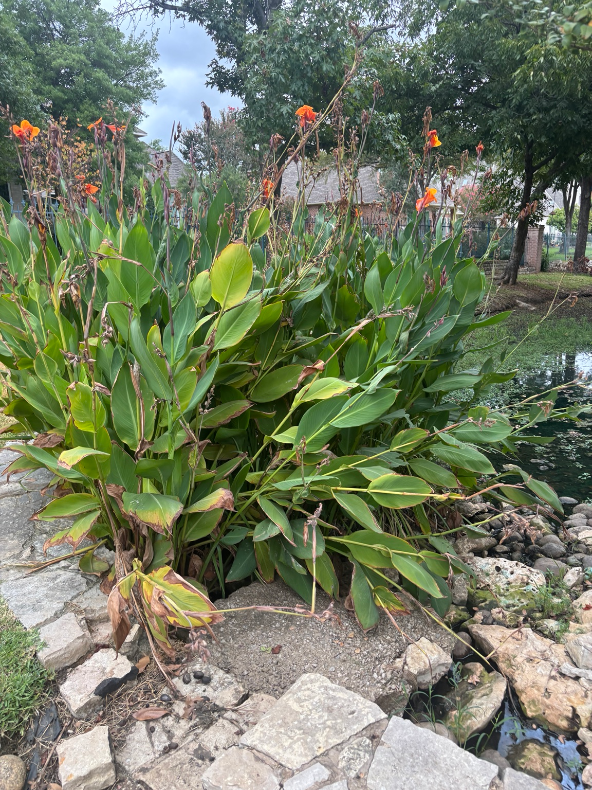Tall flowering plants beside stone edging